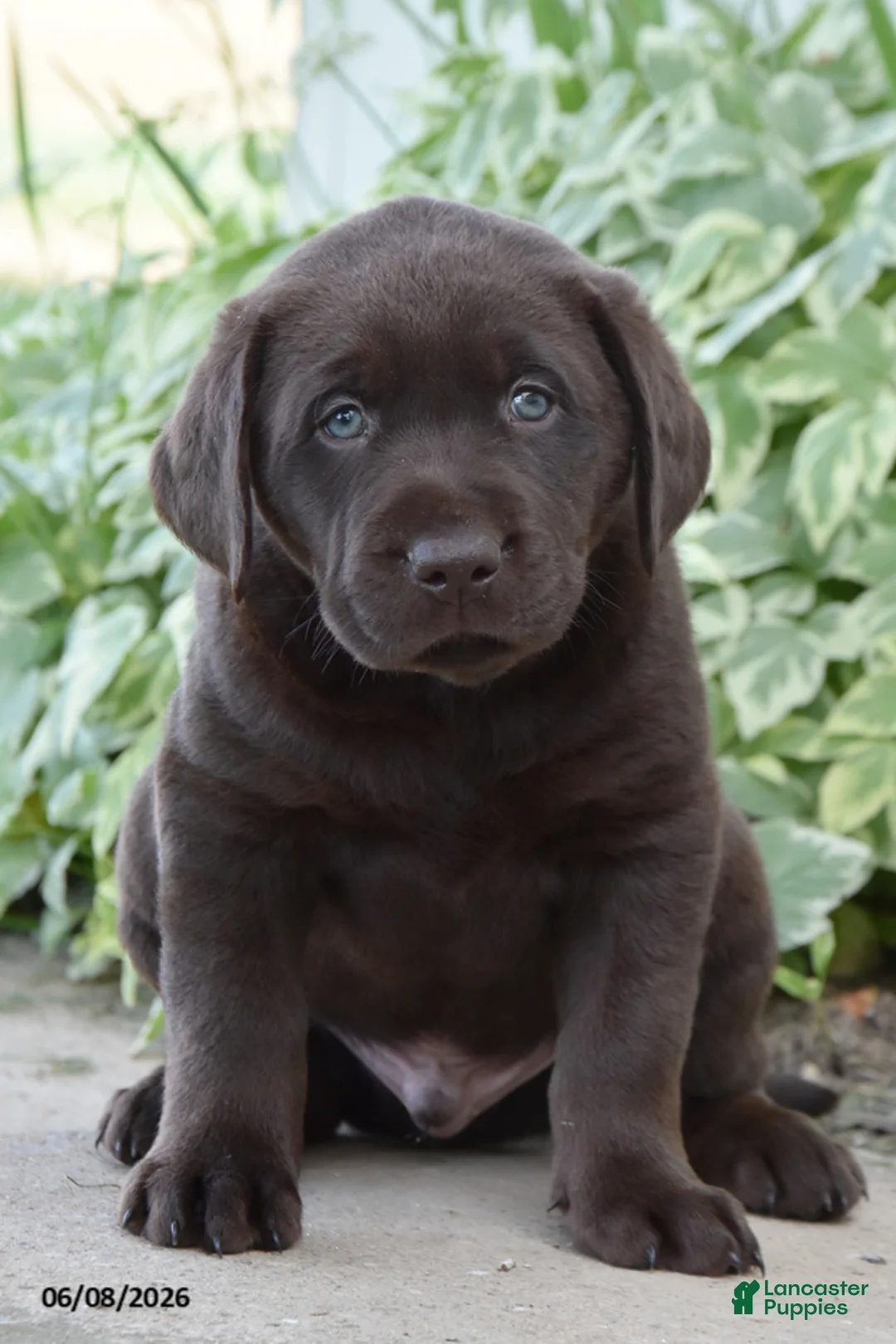 Labrador Retriever dogs for sale: Max - Ad 1