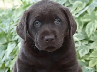 Labrador Retriever dogs for sale: Max - Ad 4