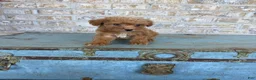 Miniature Labradoodle dogs for sale: Bentley  - Ad 2