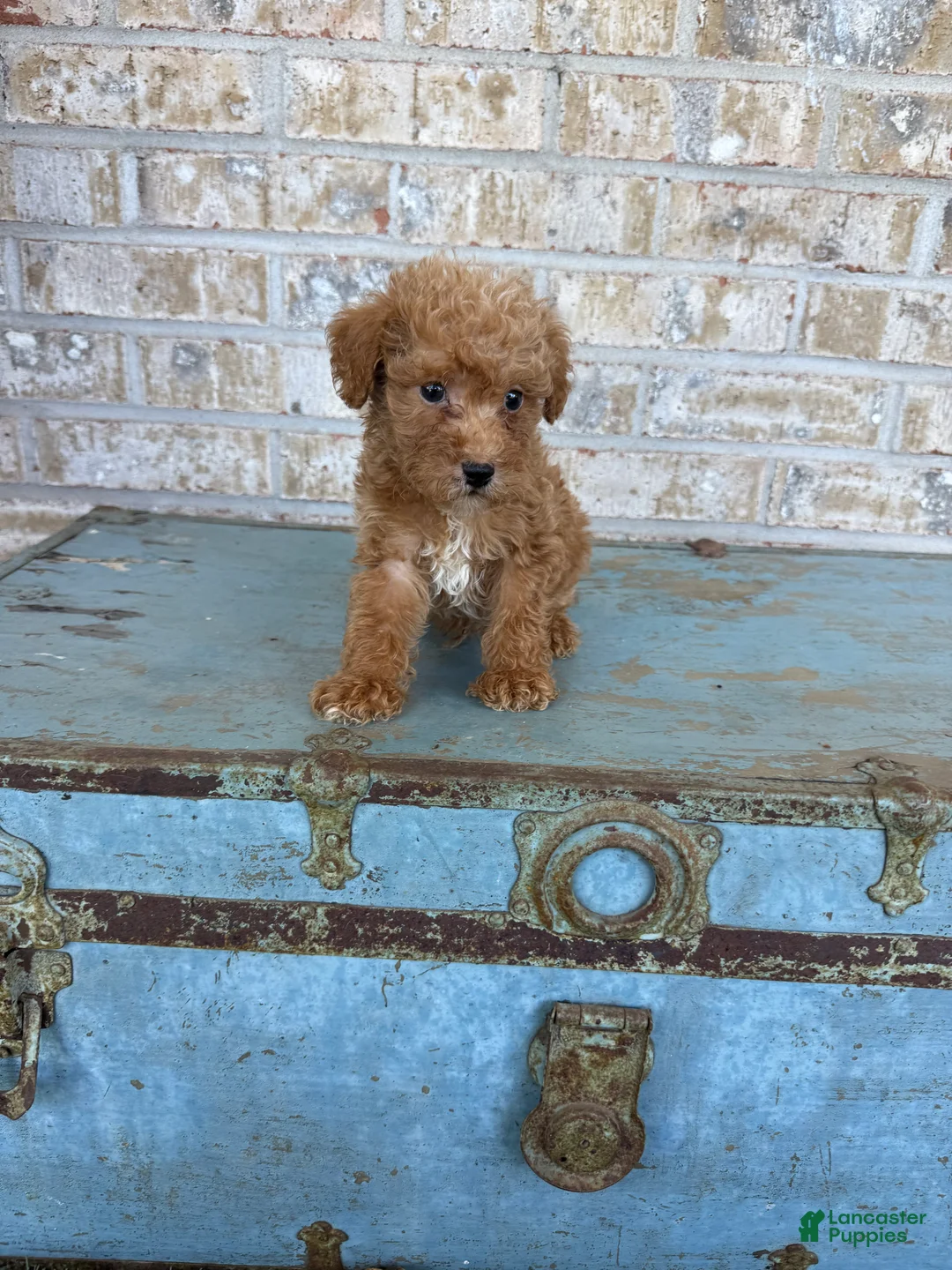 Miniature Labradoodle dogs for sale: Bentley  - Ad 2