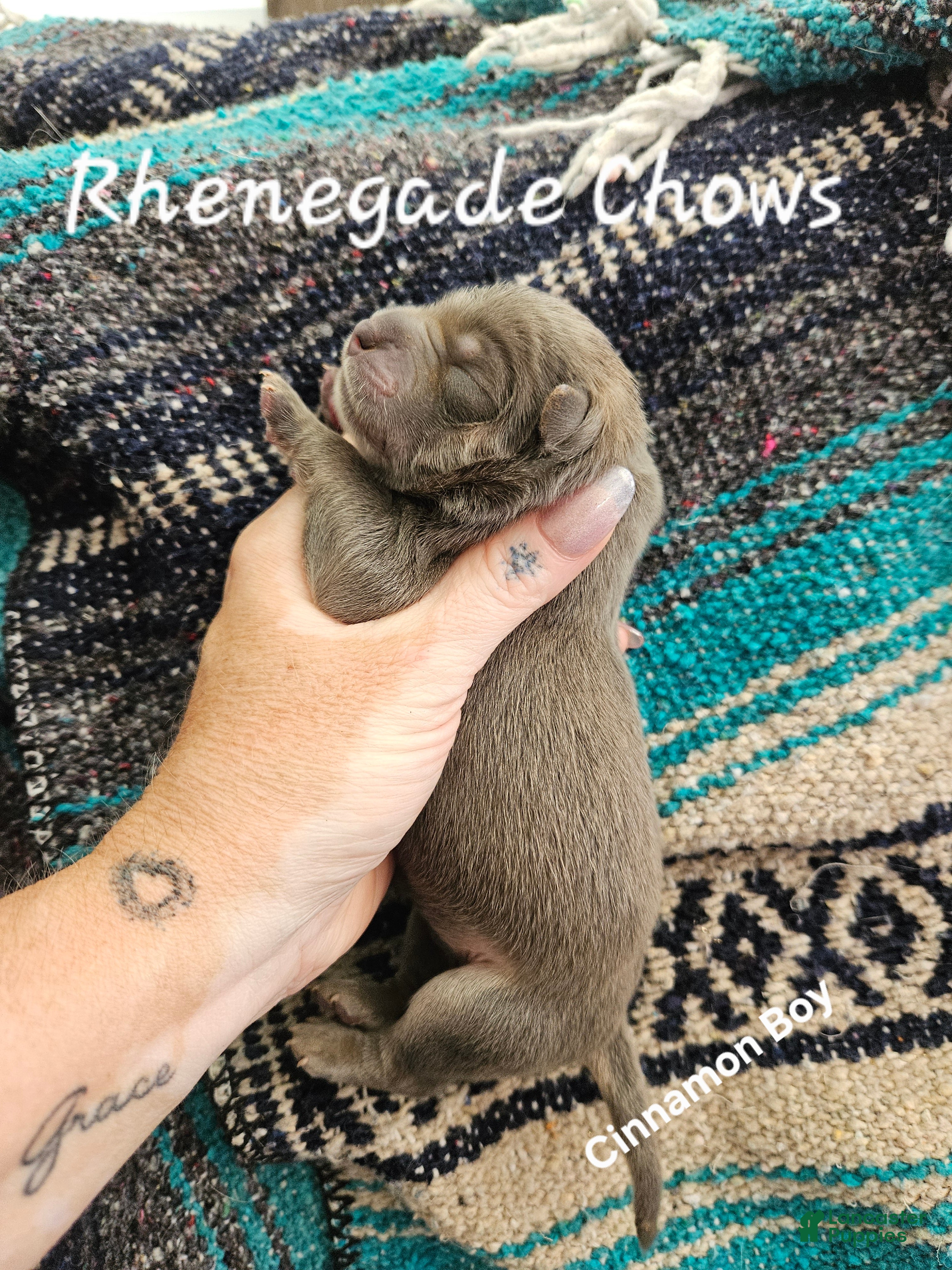 Chow Chow dogs Lilac male - Ad 2