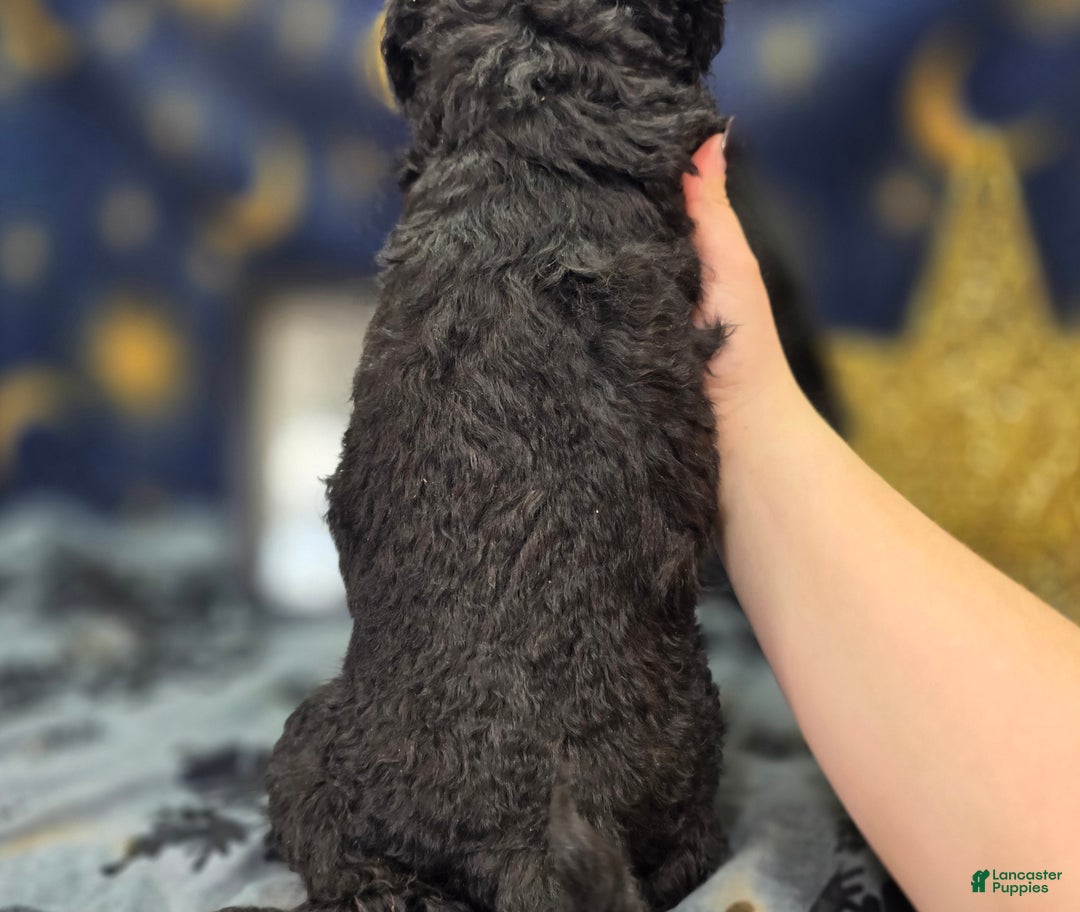 Cockapoo dogs for sale: Crescent - Ad 15