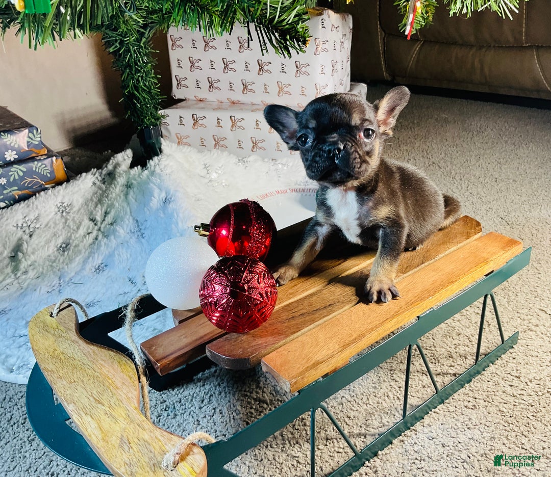 French Bulldog dogs for sale: Mia - Ad 4