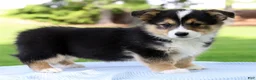 Welsh Corgi Pembroke dogs for sale: Wade - Ad 4