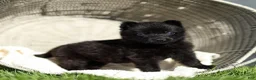 German Shepherd dogs for sale: Forrest German Shepherd  - Ad 4
