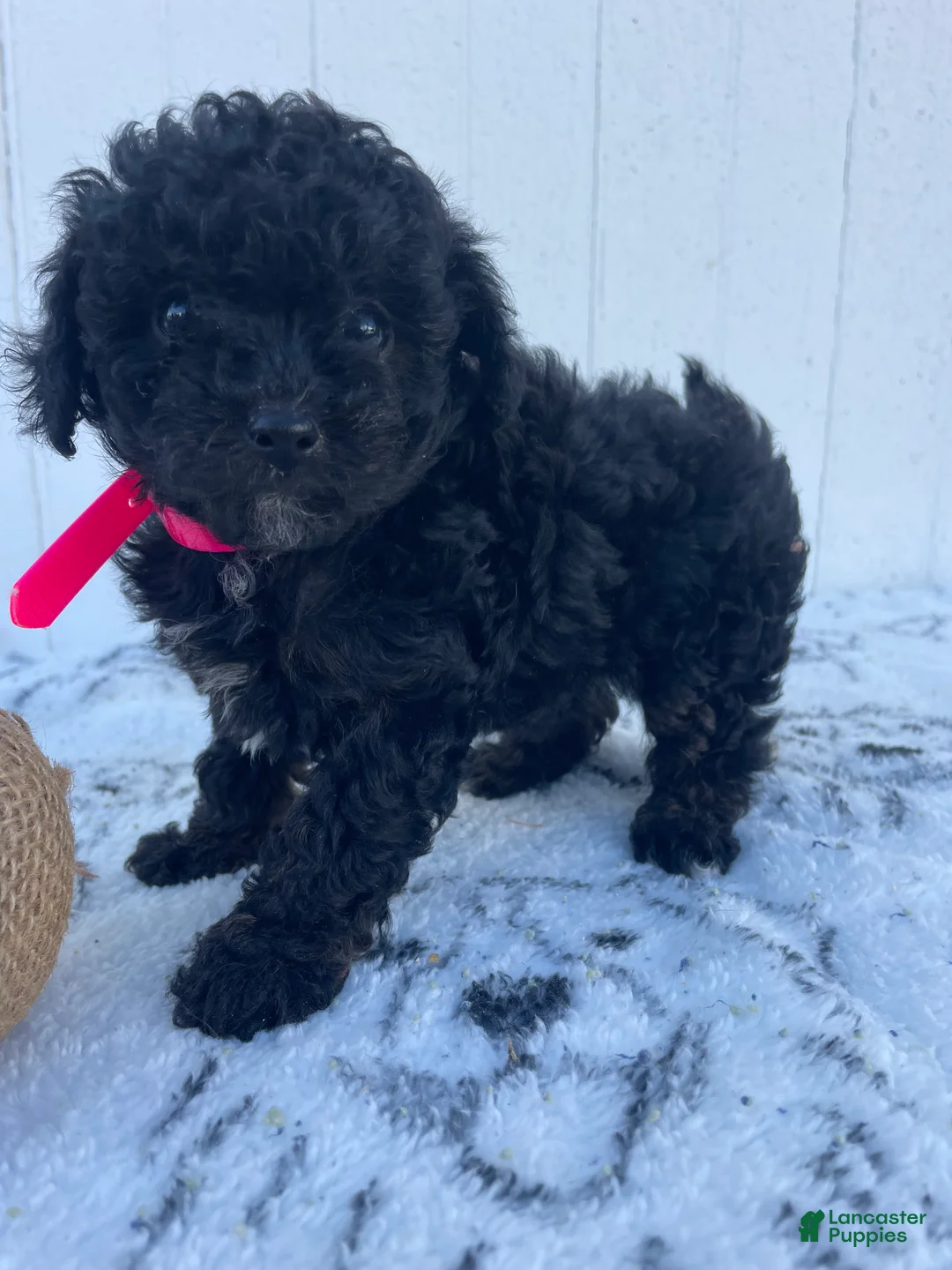 Yorkiepoo dogs for sale: Shirley - Ad 2