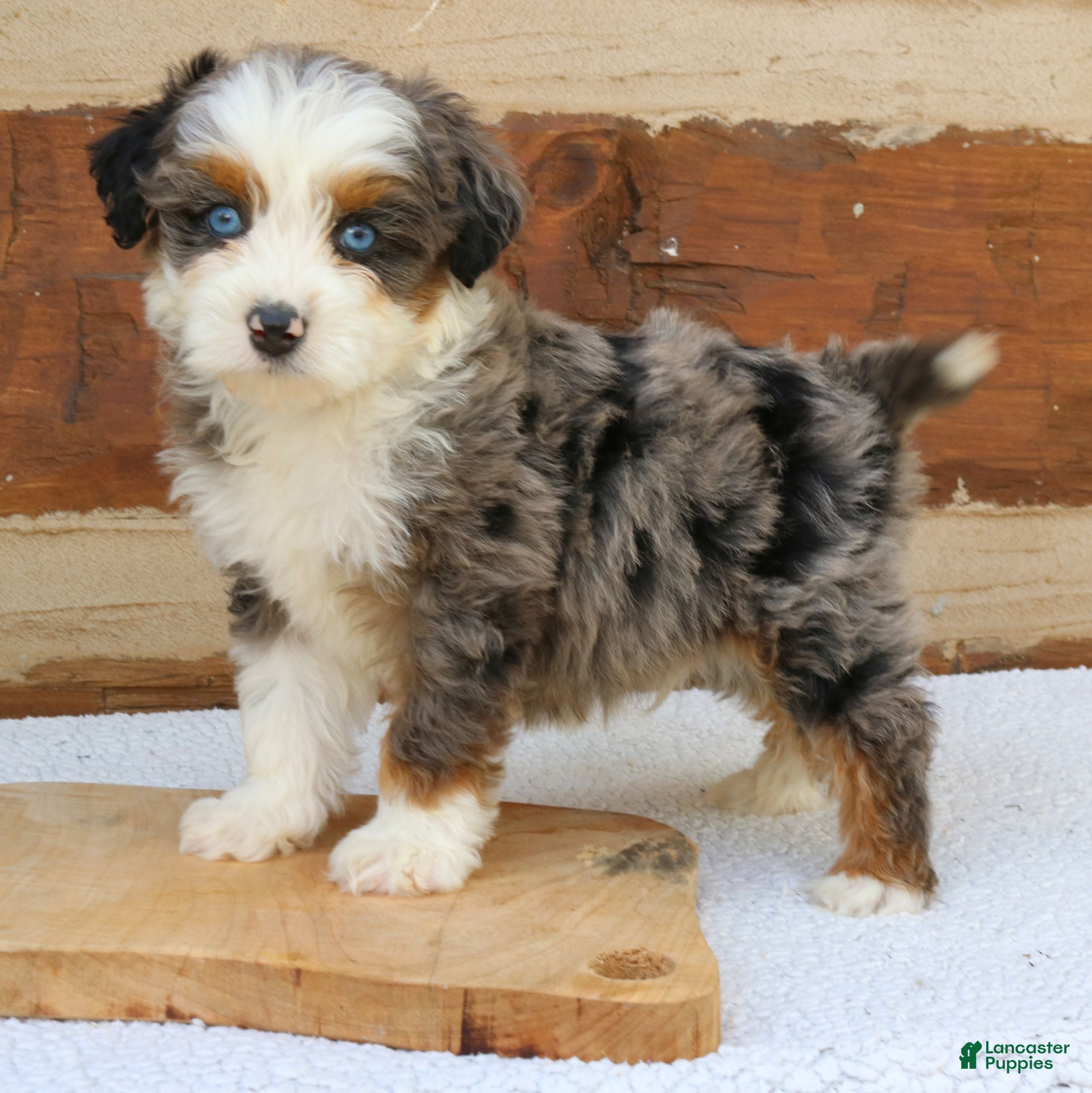 Mini Bernedoodle dogs Maverick  - Ad 1