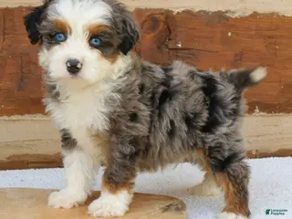 Mini Bernedoodle dogs for sale: Maverick - Ad 4