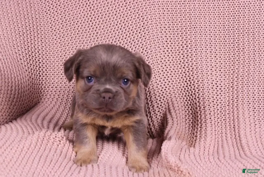 French Bulldog dogs for sale: Jane - Ad 4