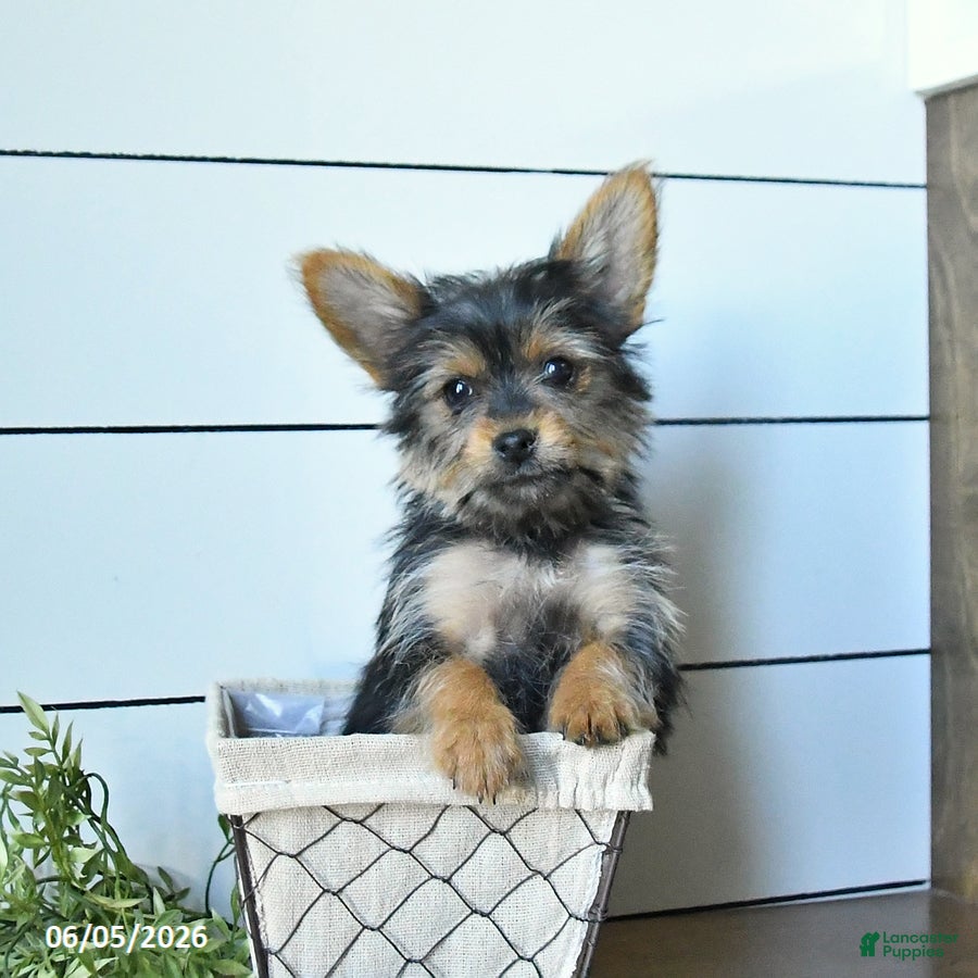 Yorkshire Terrier dogs Felix - Ad 1