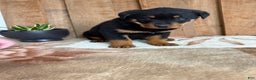 Rottweiler dogs for sale: Leo - Ad 15