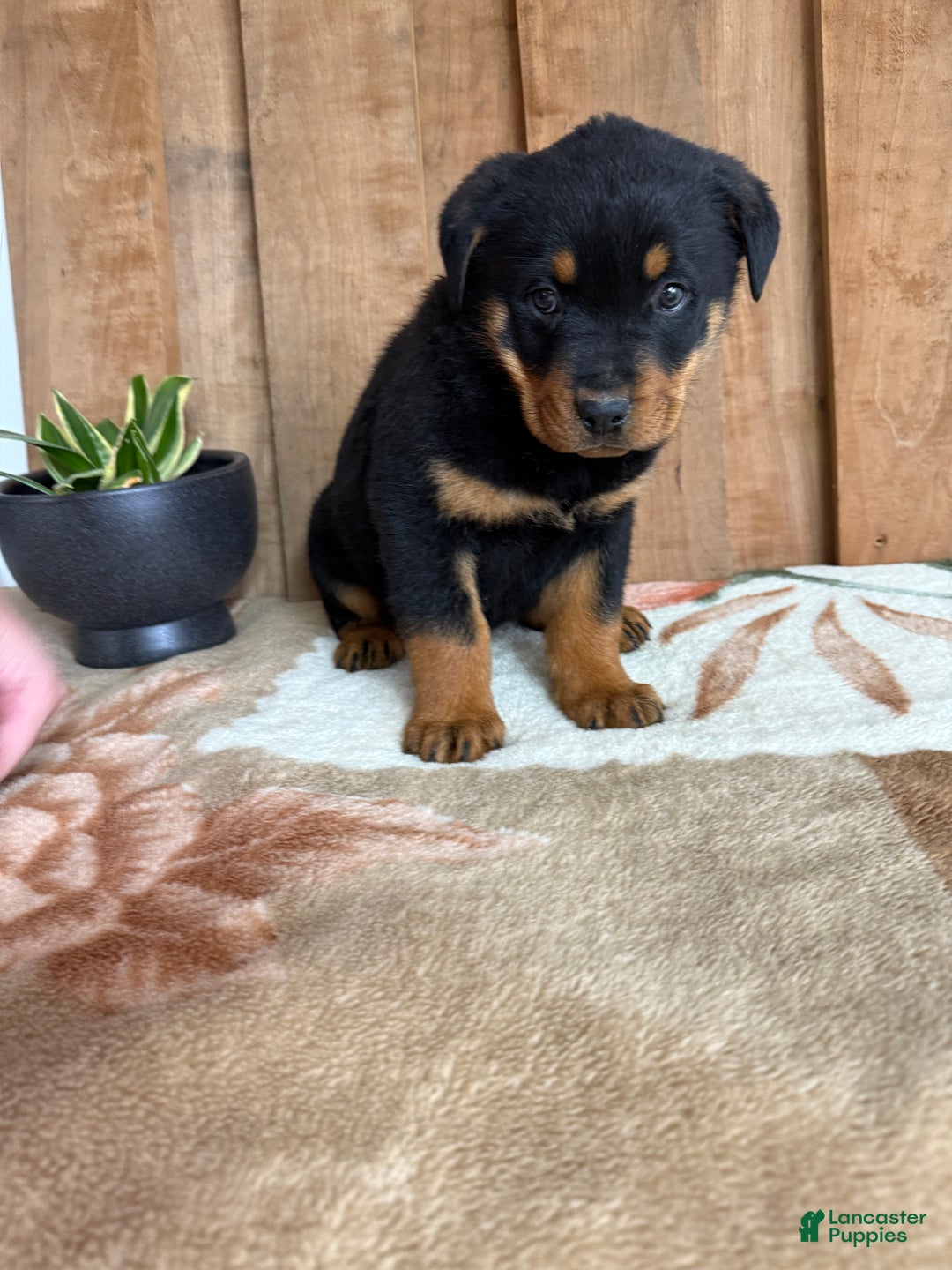 Rottweiler dogs for sale: Leo - Ad 15