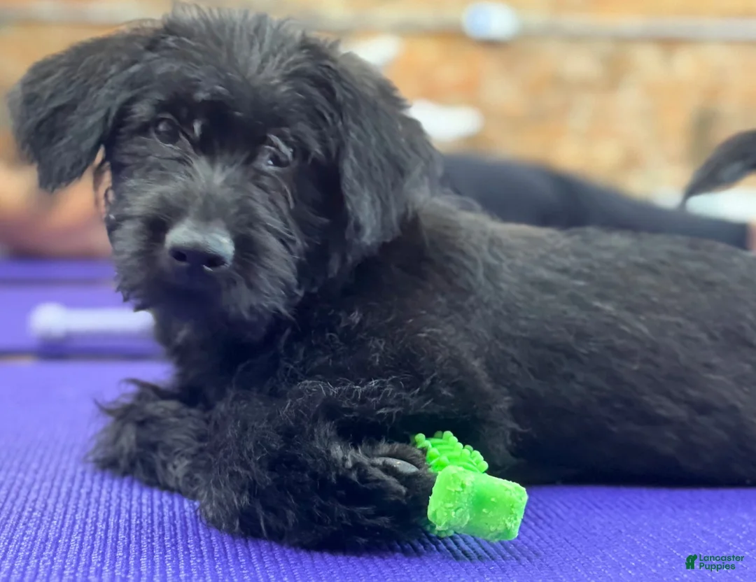 Mixed Breed dogs for sale: Murphy - Ad 1