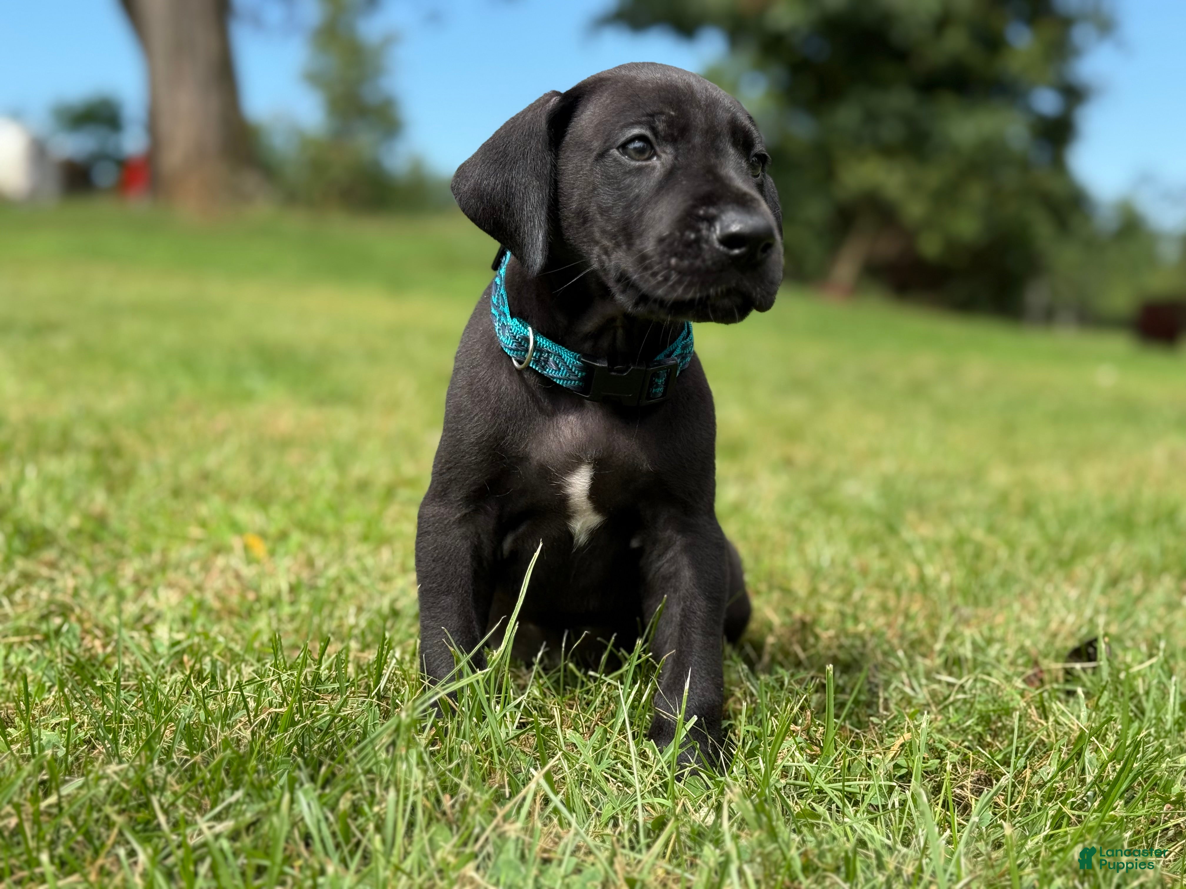Great Dane dogs Male  - Ad 2