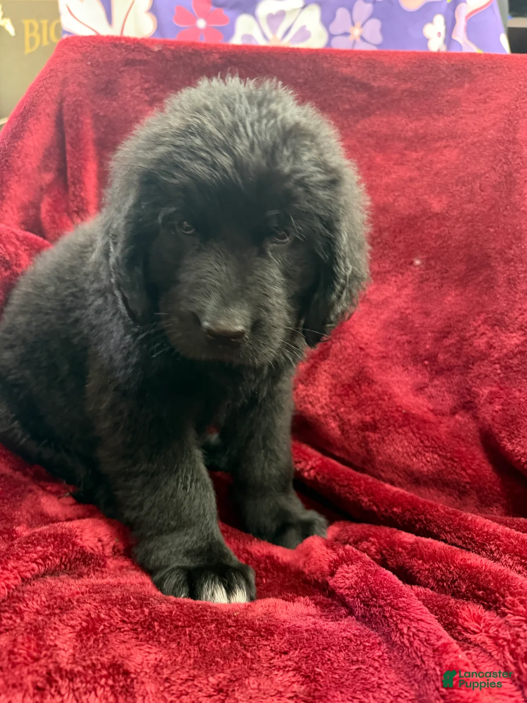 Newfoundland dogs for sale: Newfoundland 5 - Ad 2
