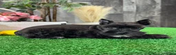 Miniature Schnauzer dogs for sale: Kira - Ad 2