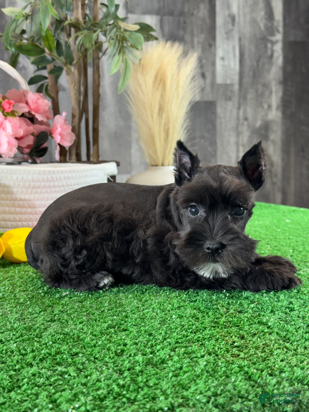 Miniature Schnauzer dogs for sale: Kira - Ad 2