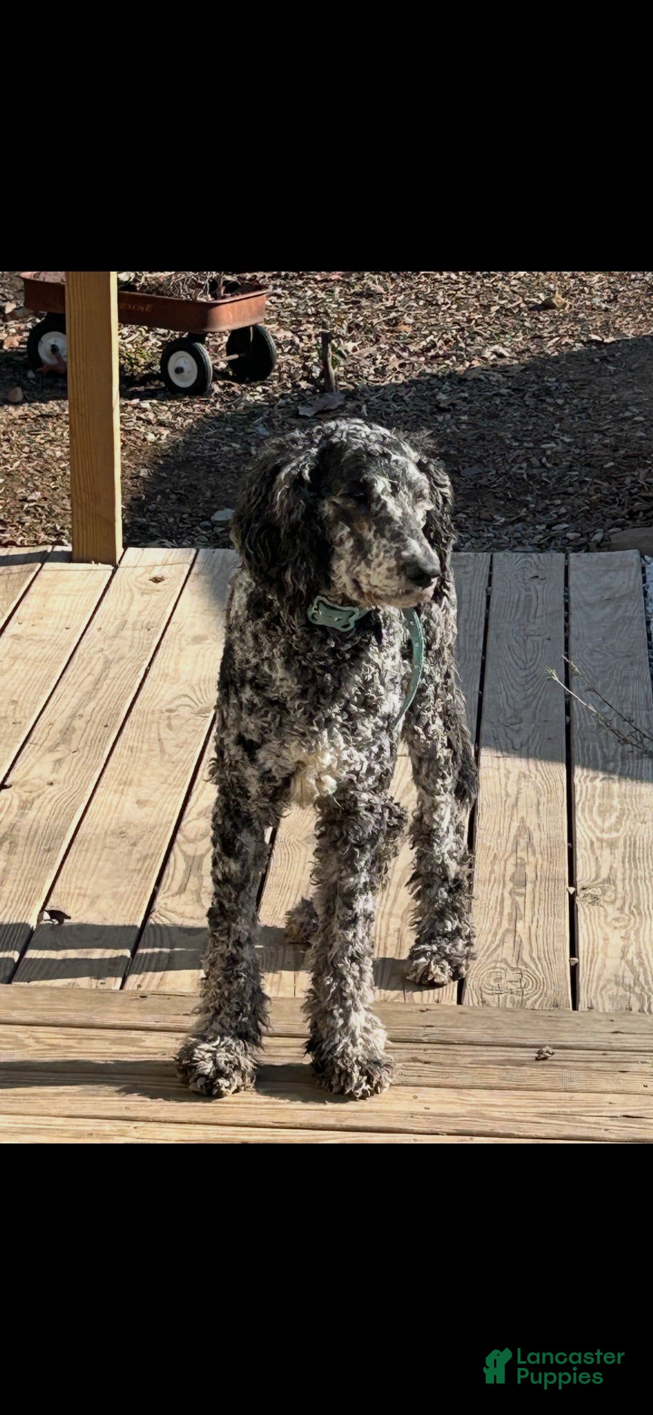 Standard Poodle dogs for stud: Denim Stud  - Ad 1