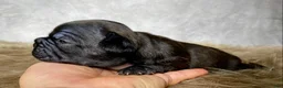Frenchton dogs for sale: Miss Queenie  - Ad 8