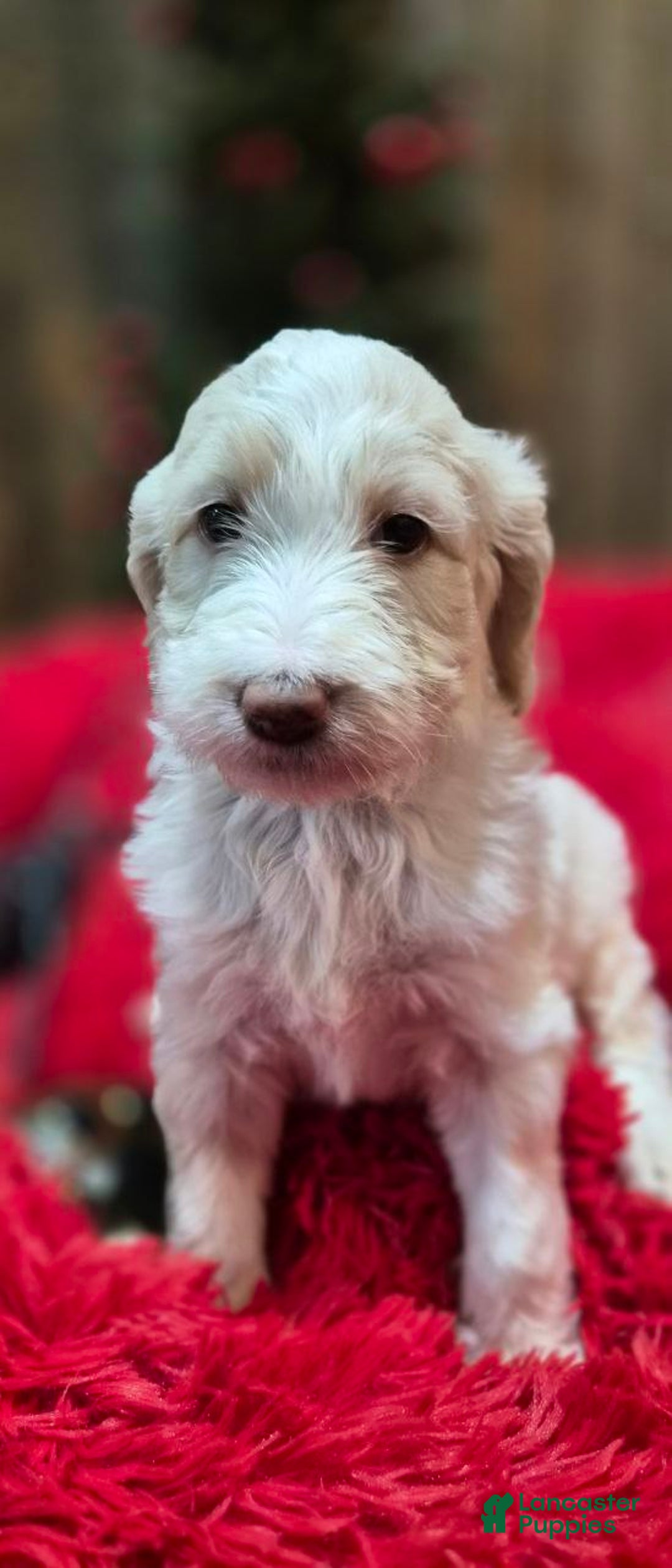Goldendoodle dogs for sale: BELL - Ad 4