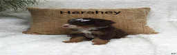 Mini Bernedoodle dogs for sale: Hershey  - Ad 2