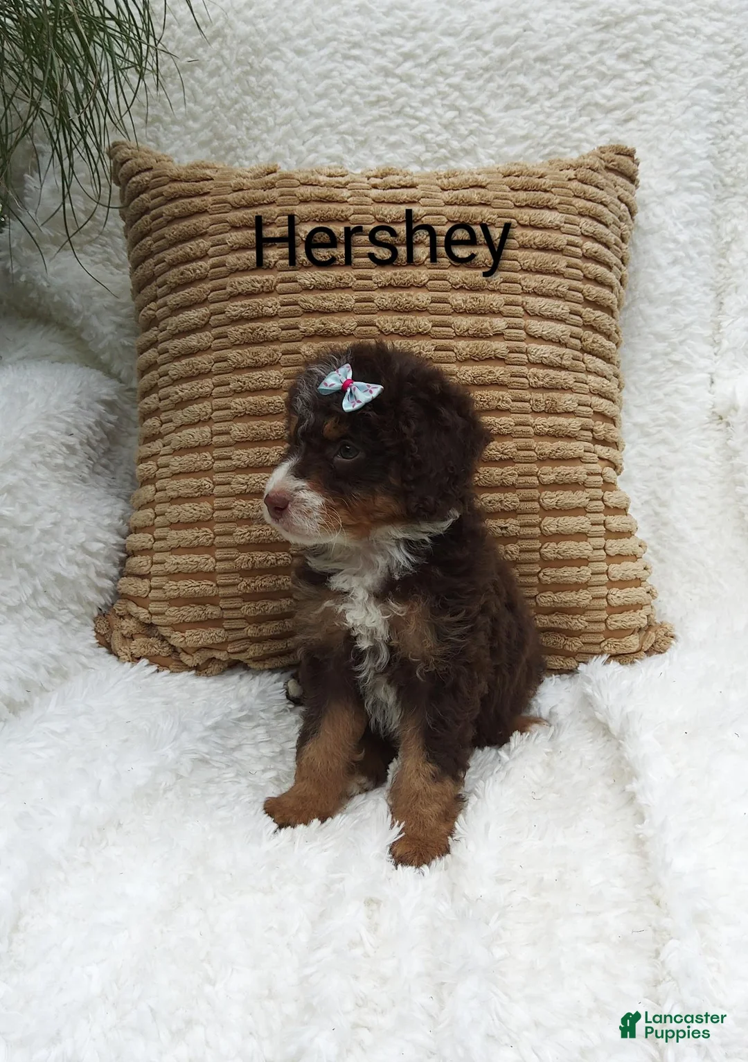 Mini Bernedoodle dogs for sale: Hershey  - Ad 2