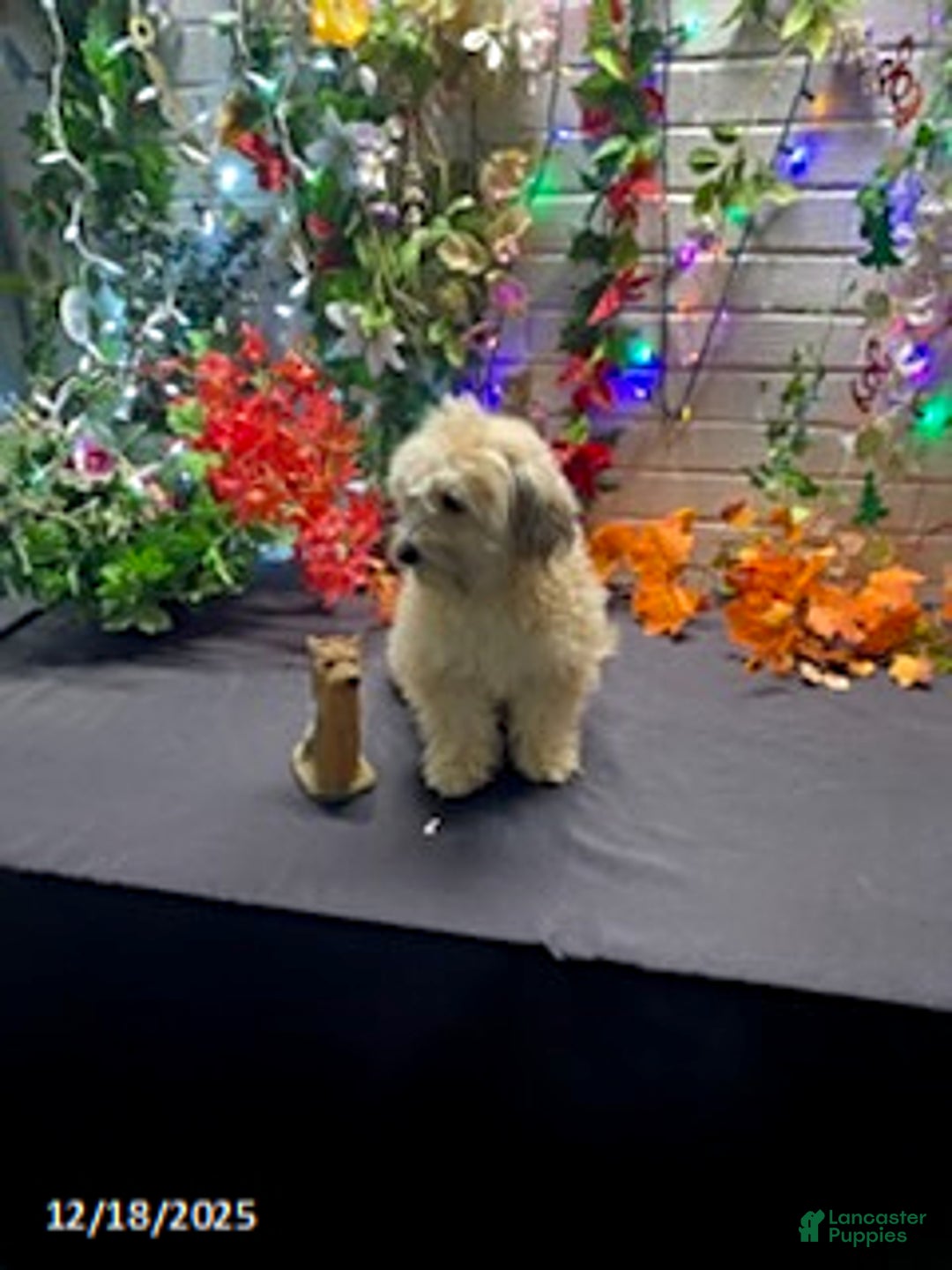 Havapoo dogs for sale: Blondie - Ad 15