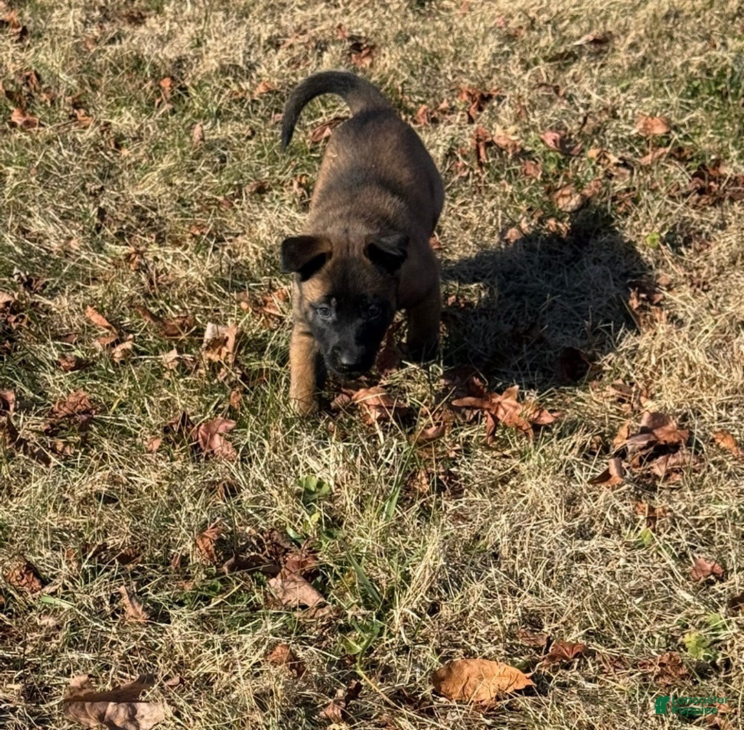 Belgian Malinois dogs for sale: Belgian Malinois Puppy 5 - Ad 2