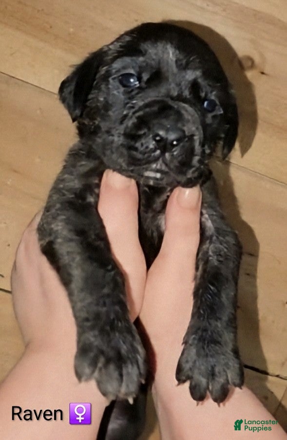 English Mastiff dogs Raven - Ad 2