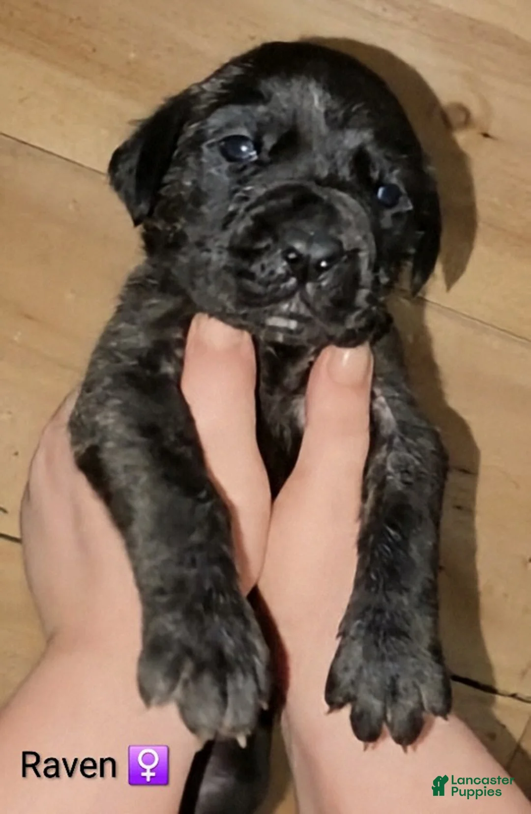English Mastiff dogs for sale: Raven - Ad 2