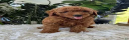 Mini Goldendoodle dogs for sale: Adalee - Ad 4