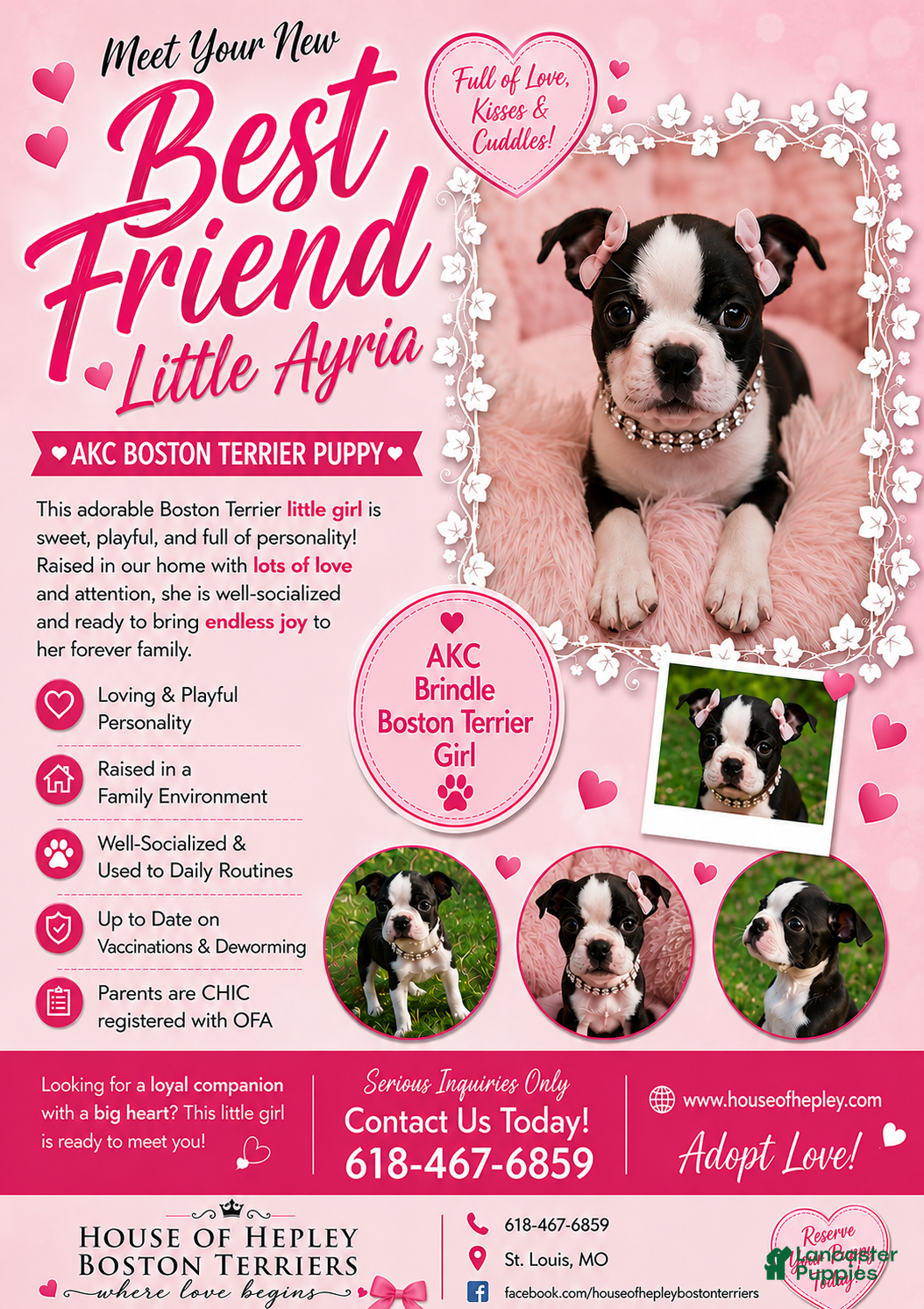 Boston Terrier dogs AKC Little Girl Aria - Ad 2