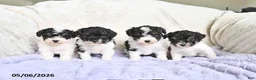 Toy Poodle dogs for sale: Bella   - Ad 3