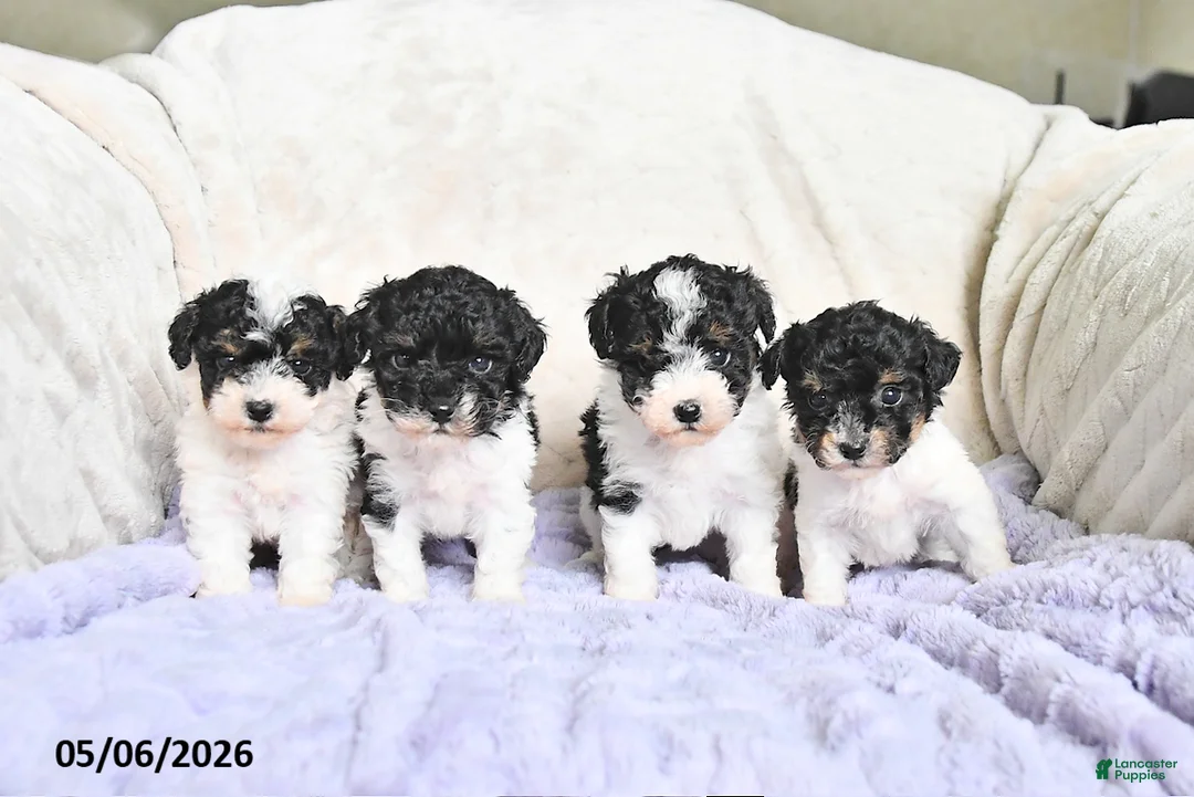 Toy Poodle dogs for sale: Bella   - Ad 3