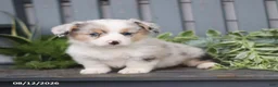 Welsh Corgi Pembroke dogs for sale: Pepper - Ad 1