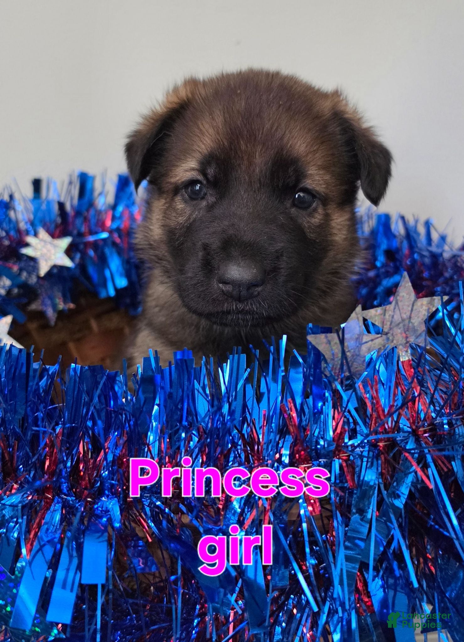 German Shepherd dogs Princess  - Ad 35