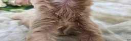 Cavapoo dogs for sale: Cricket - Ad 5