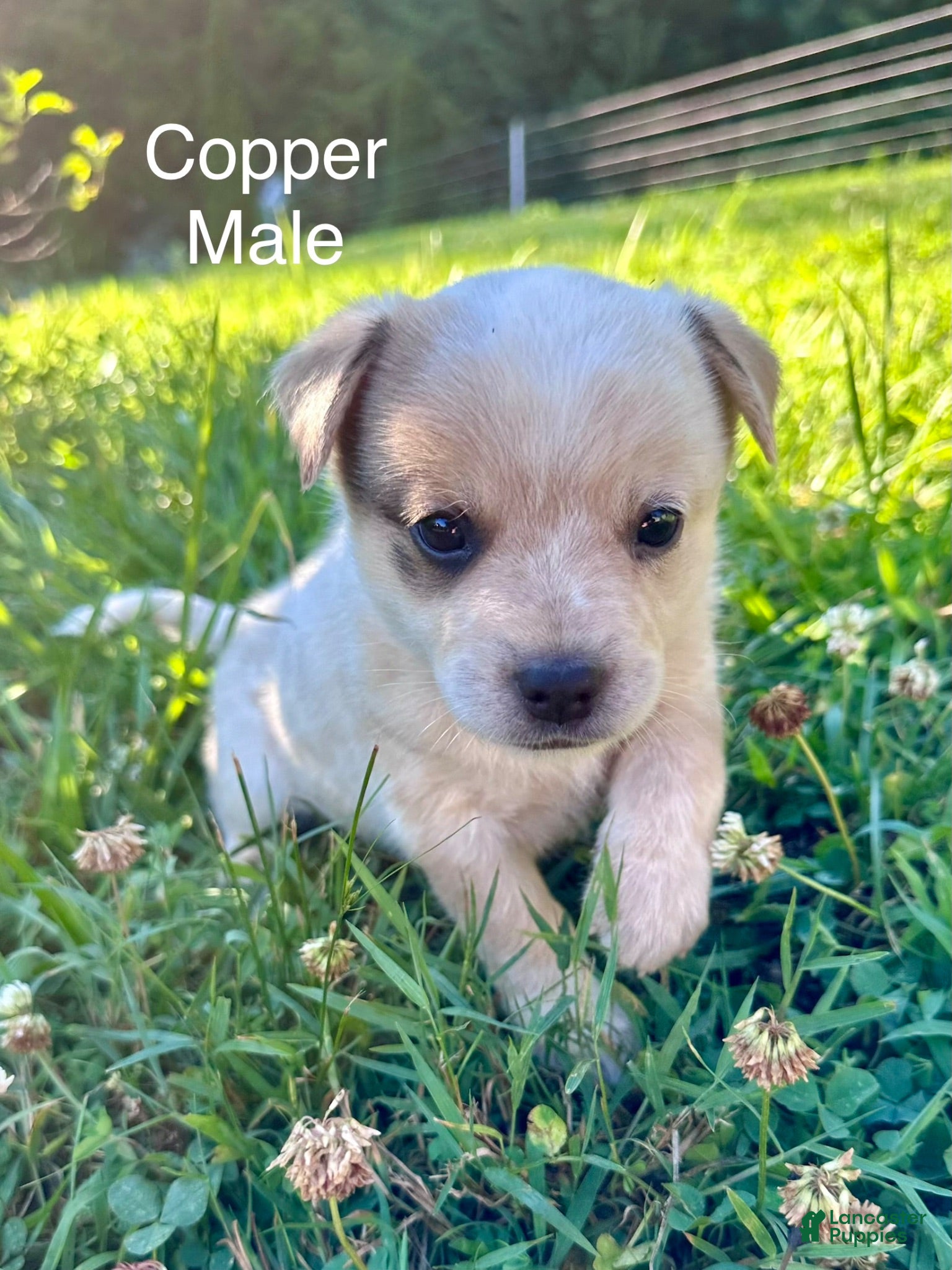 Australian Cattle Dog dogs Australian Cattle Dog Copper - Ad 4