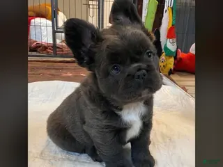 French Bulldog dogs French Bulldog Puppy 5 - Ad 37