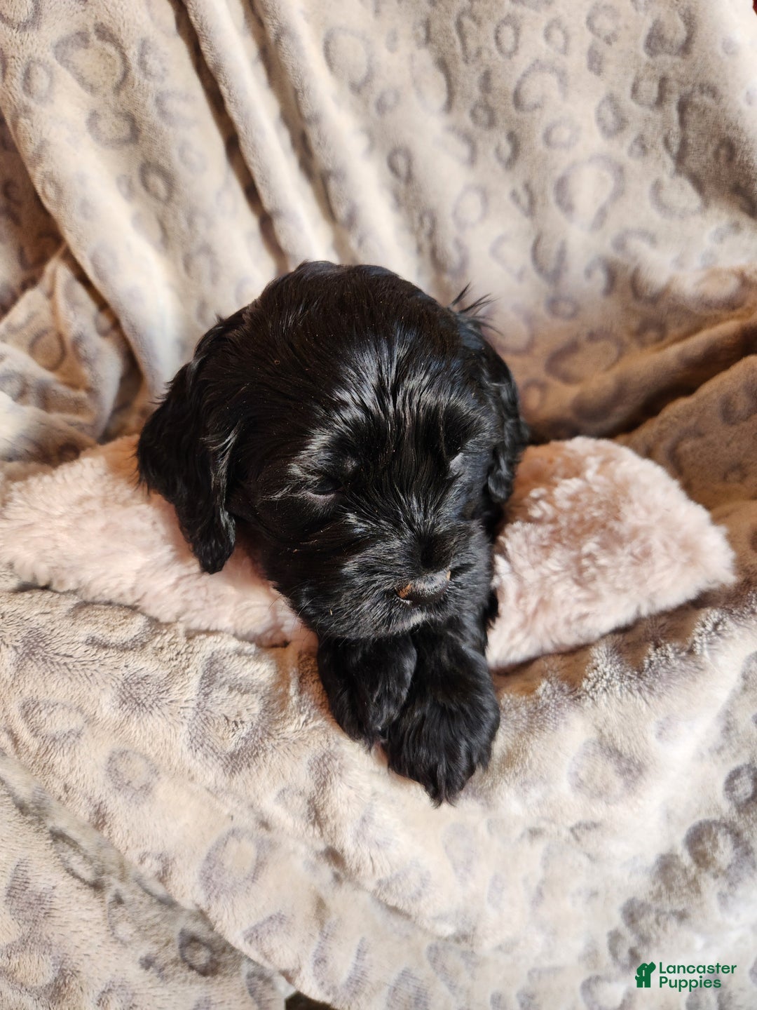 Mixed Breed dogs for sale: Leo - Ad 5