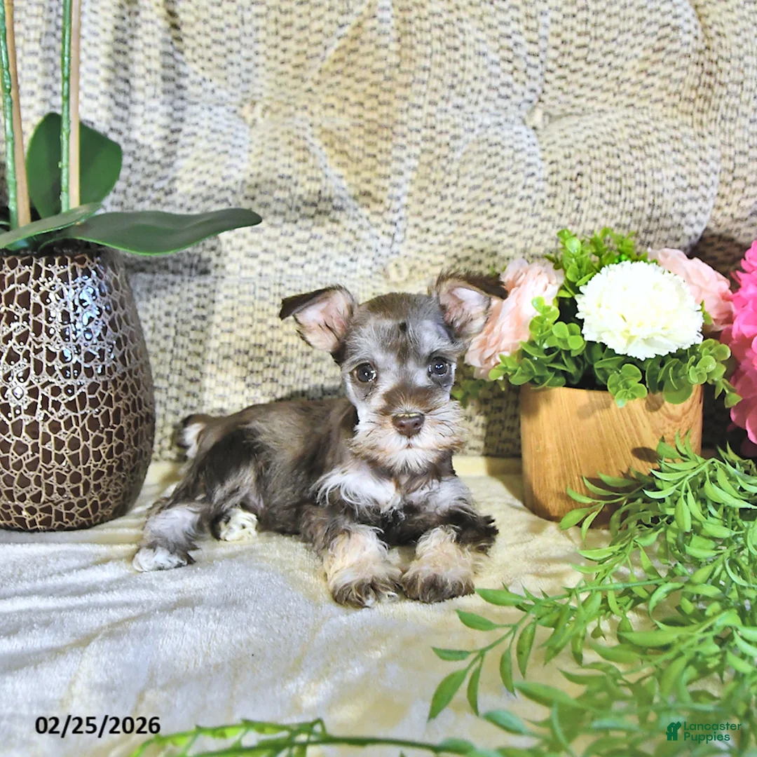 Miniature Schnauzer dogs for sale: Kiki - Ad 1