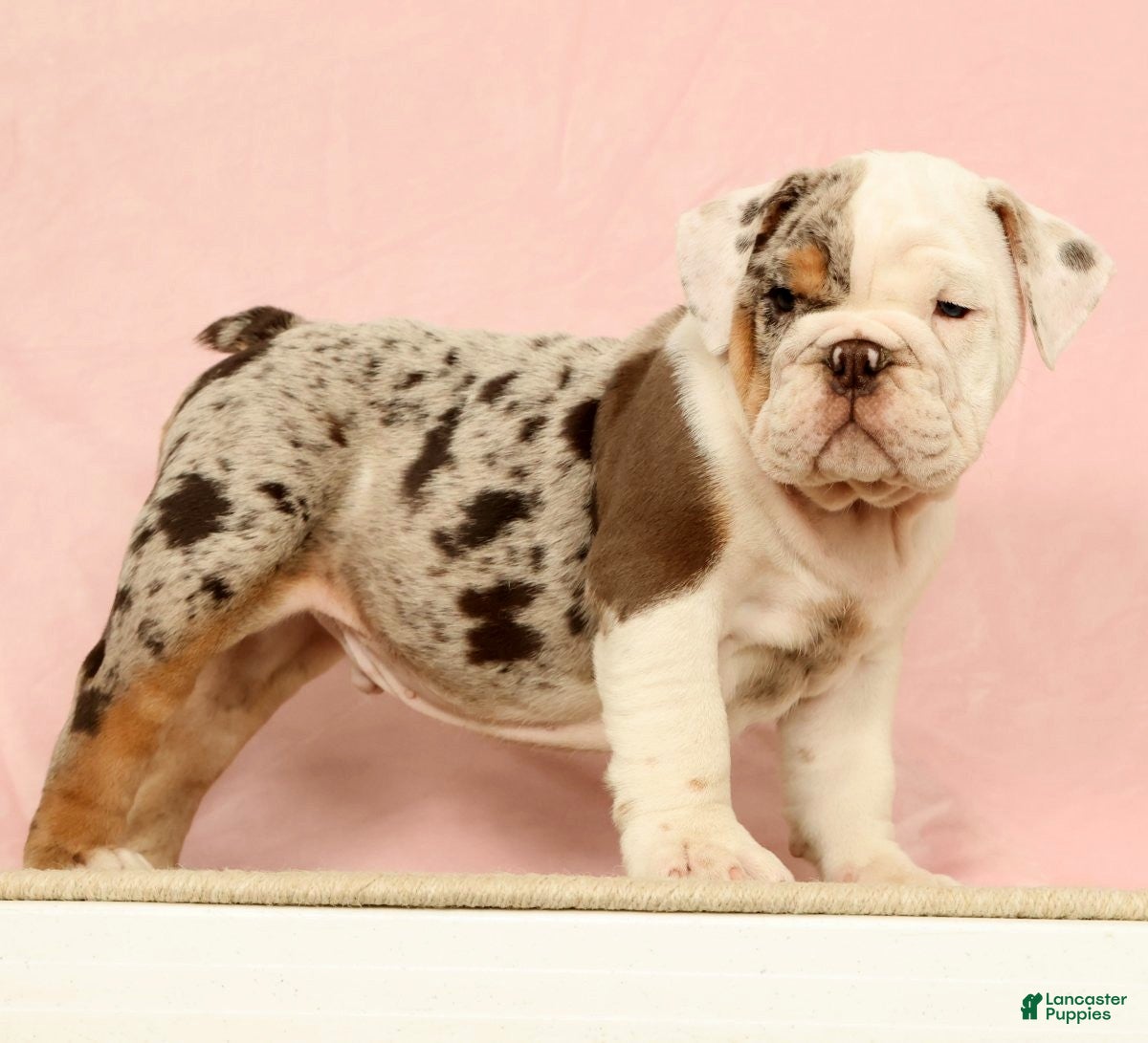 English Bulldog dogs Gucci - Ad 1