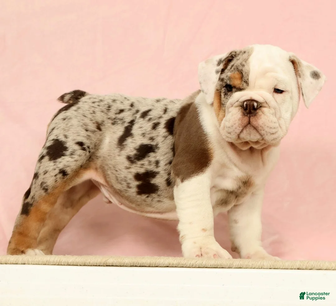 English Bulldog dogs for sale: Gucci - Ad 1