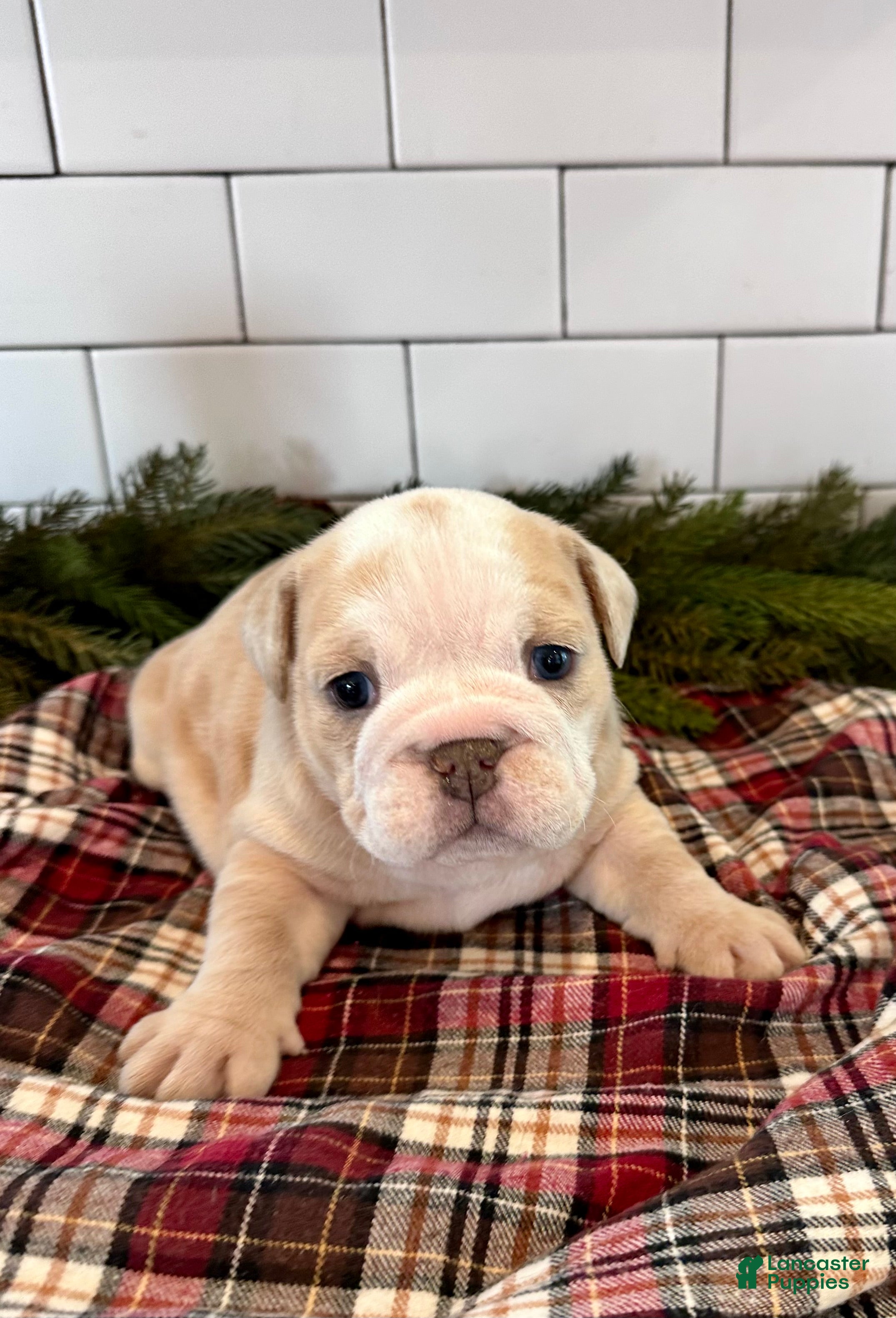English Bulldog dogs Winnie - Ad 32
