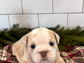 English Bulldog dogs Winnie - Ad 27