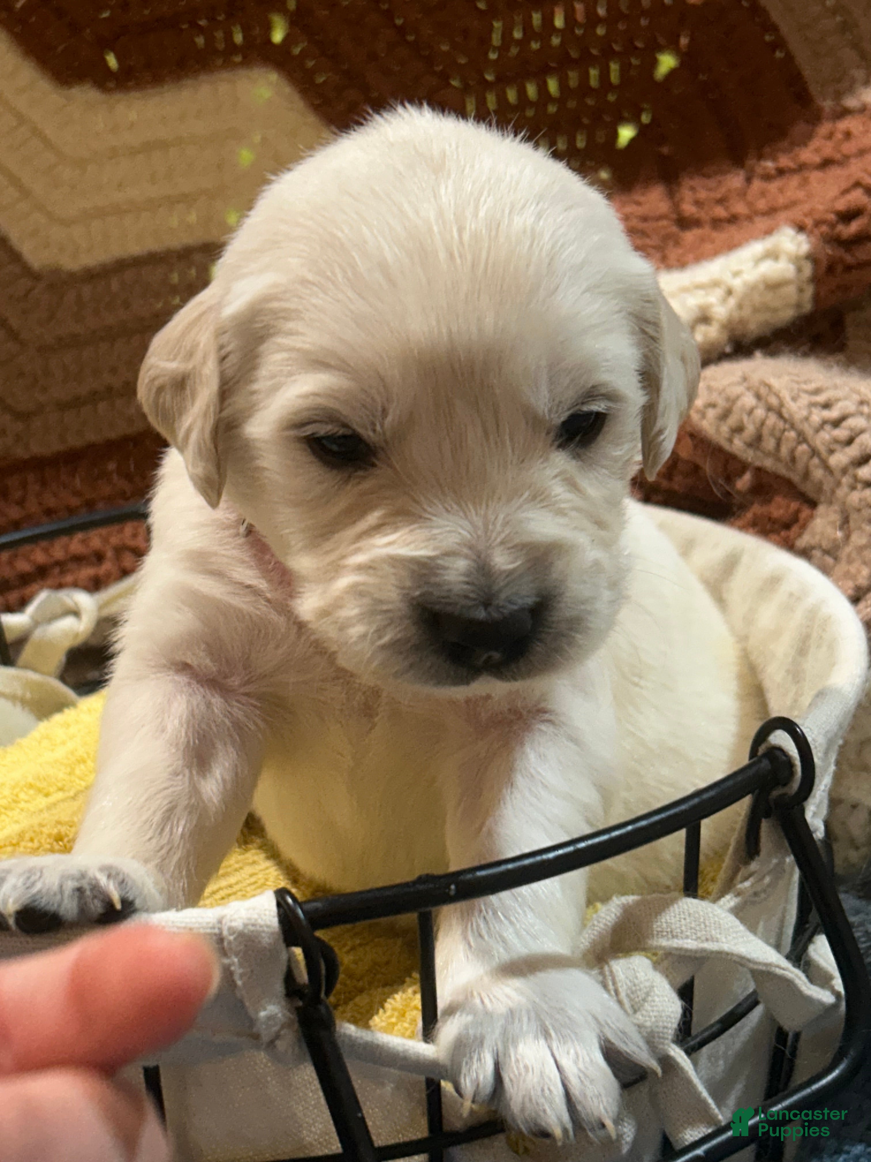 Golden Retriever dogs for sale: Light pink- Honey - Ad 4