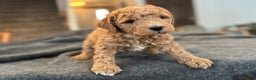 Goldendoodle dogs for sale: Mojo - Ad 5