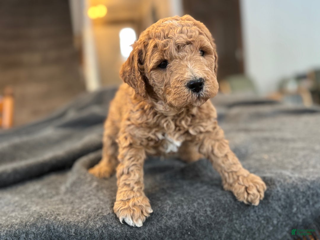 Goldendoodle dogs for sale: Mojo - Ad 5