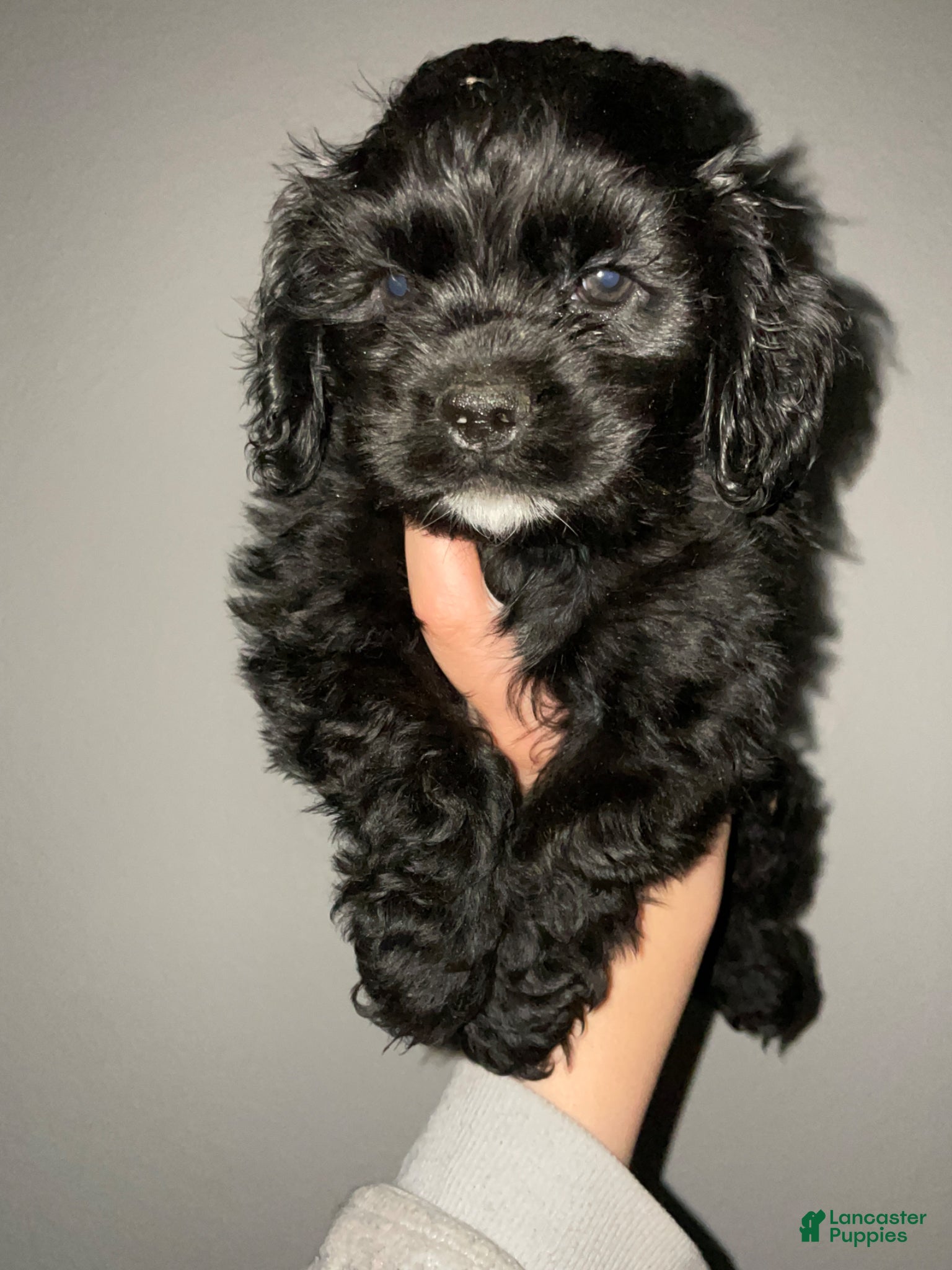 Cocker Spaniel dogs Steve - Ad 18