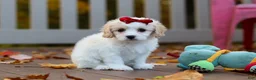 Cavachon dogs for sale: Lily - Ad 3